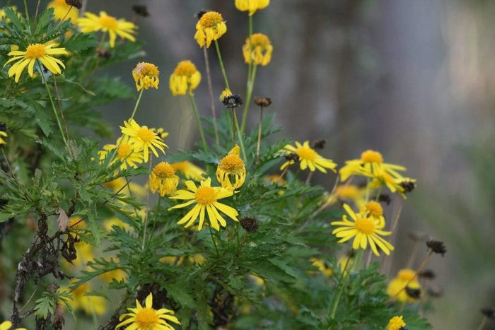 Euriops - Euryops chrysanthemoides - El Nou Garden