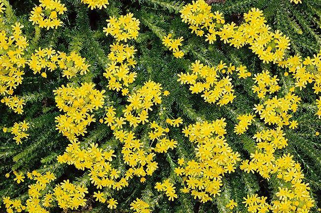 Euriops Virgineus - Euryops virgineus - El Nou Garden