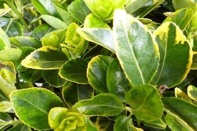 Evónimo - Euonymus japonicus aureomarginatus - El Nou Garden