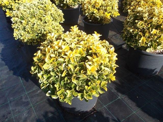 Evónimo - Euonymus japonicus aureomarginatus - El Nou Garden
