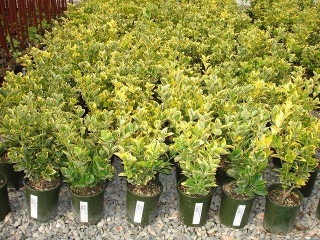 Evónimo - Euonymus japonicus aureomarginatus - El Nou Garden