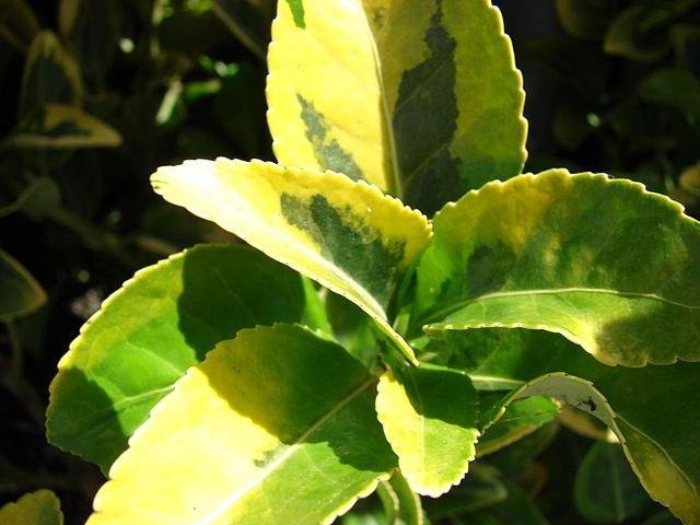 Evónimo - Euonymus japonicus aureomarginatus - El Nou Garden