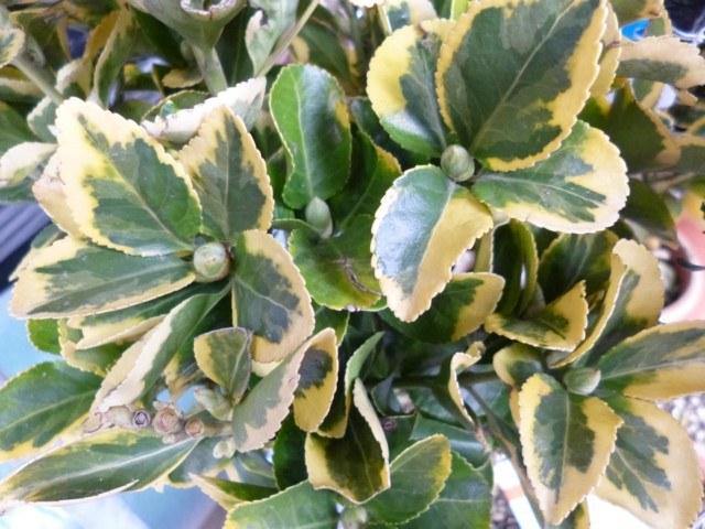 Evónimo - Euonymus japonicus aureomarginatus - El Nou Garden