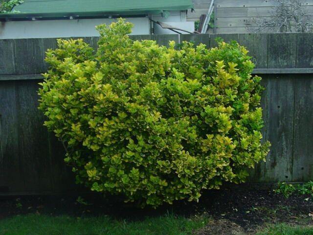 Evónimo - Euonymus japonicus aureomarginatus - El Nou Garden