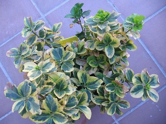 Evónimo - Euonymus japonicus aureomarginatus - El Nou Garden