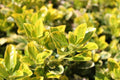 Evónimo áurea - Euonymus japonicus aureomarginatus - El Nou Garden