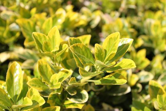 Evónimo áurea - Euonymus japonicus aureomarginatus - El Nou Garden