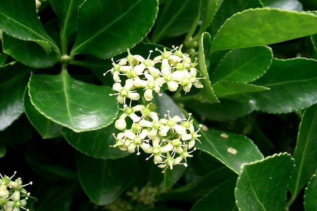 Evónimo Compactus - Euonymus japonicus Compactus - El Nou Garden