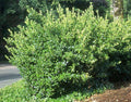 Evónimo Compactus - Euonymus japonicus Compactus - El Nou Garden