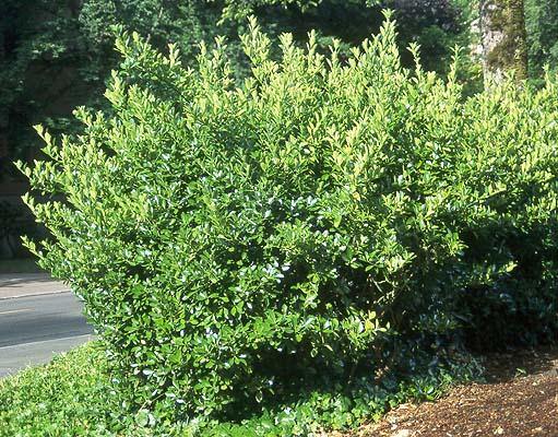 Evónimo Compactus - Euonymus japonicus Compactus - El Nou Garden