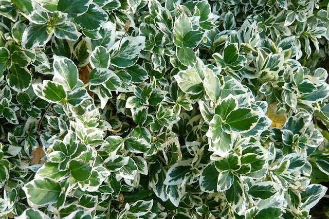 Evónimo Compactus variegado - Euonymus japonicus Compactus variegatus - El Nou Garden