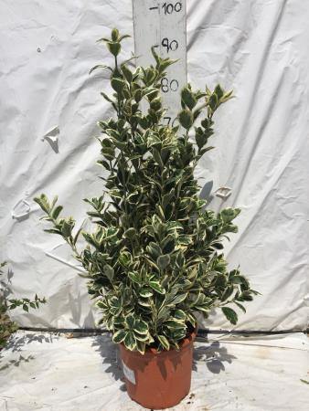 Evónimo Compactus variegado - Euonymus japonicus Compactus variegatus - El Nou Garden