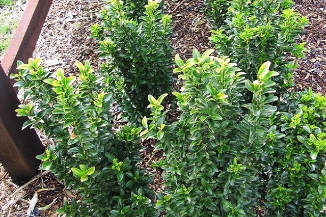 Evónimo Green Rocket - Euonymus japonicus - El Nou Garden