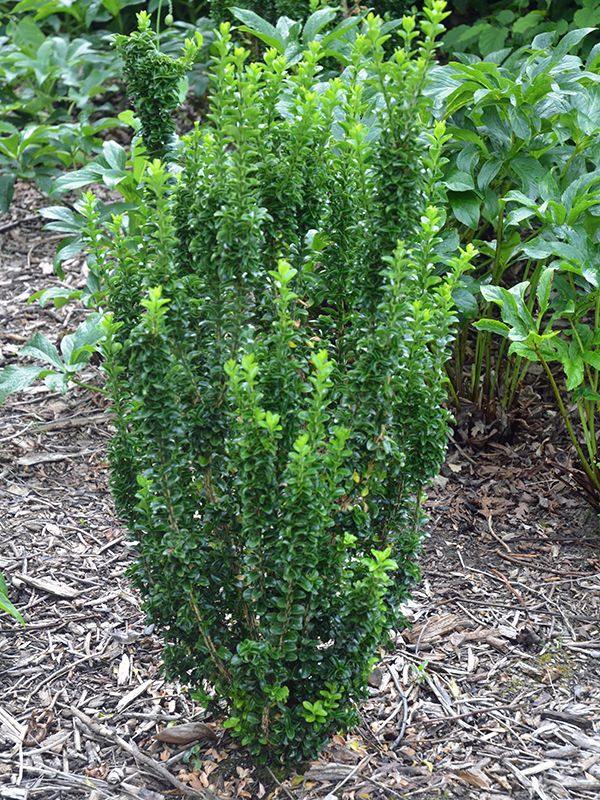 Evónimo Green Rocket - Euonymus japonicus - El Nou Garden