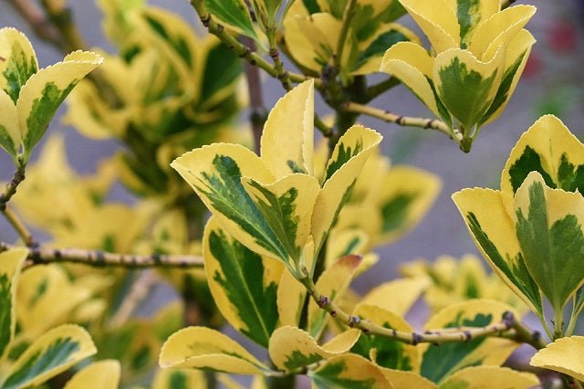 Evónimo Luna - Euonymus japonicus Aureus - El Nou Garden