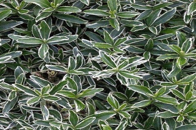 Evónimo Micro Alba - Euonymus japonicus microphyllus - El Nou Garden