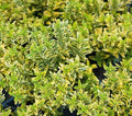 Evónimo Micro Áurea - Euonymus japonicus microphyllus - El Nou Garden