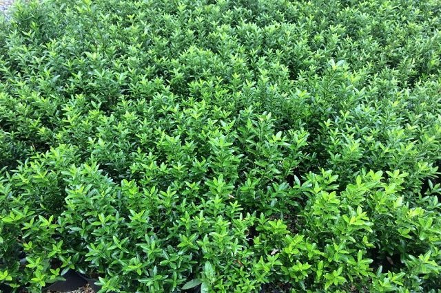 Evónimo Microphyllus - Euonymus japonicus - El Nou Garden