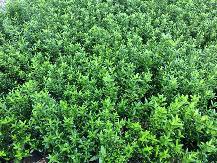 Evónimo Microphyllus - Euonymus japonicus - El Nou Garden