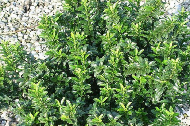 Evónimo Pulchellus - Euonymus japonicus - El Nou Garden