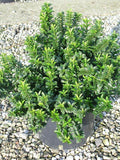 Evónimo Pulchellus - Euonymus japonicus - El Nou Garden