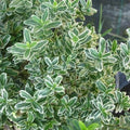 Evónimo Pulchellus alba - Euonymus japonicus pulchellus - El Nou Garden