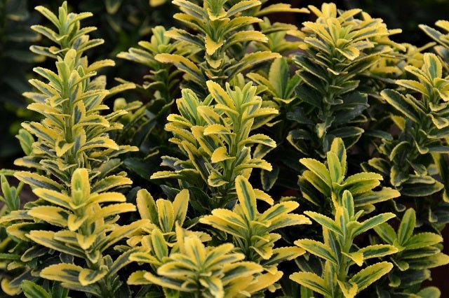 Evónimo Pulchellus áurea - Euonymus japonicus - El Nou Garden