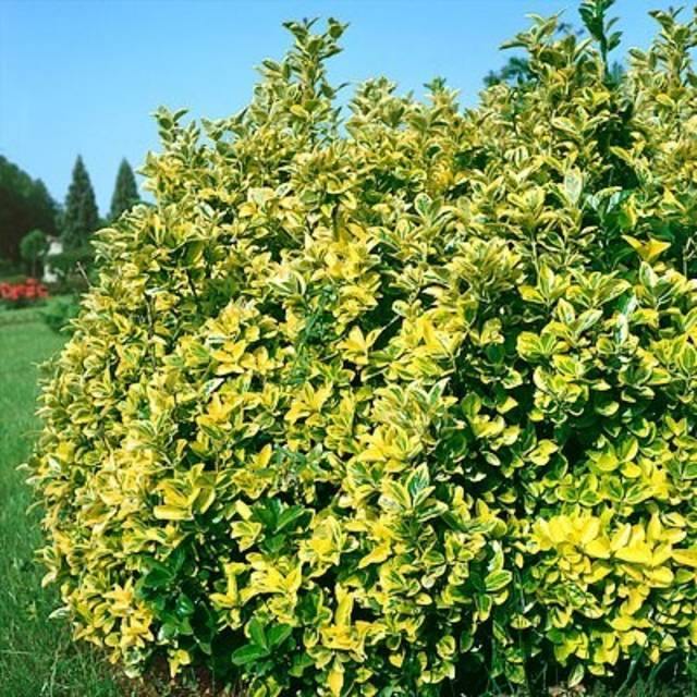 Evónimo Pulchellus áurea - Euonymus japonicus - El Nou Garden