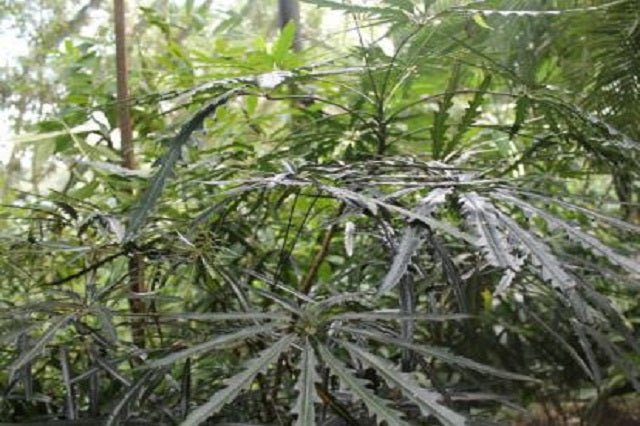 Falsa aralia - Dizygotheca elegantissima - El Nou Garden