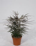 Falsa aralia - Dizygotheca elegantissima - El Nou Garden