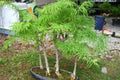 Falso alerce dorado - Pseudolarix amabilis - Bonsai - El Nou Garden