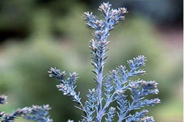 Falso ciprés de Lawson Blue Surprise - Chamaecyparis lawsoniana - El Nou Garden