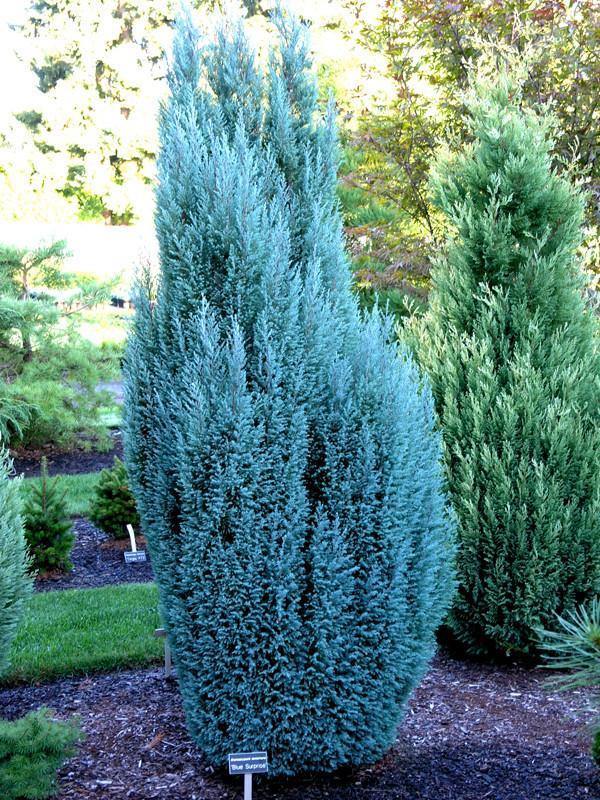 Falso ciprés de Lawson Blue Surprise - Chamaecyparis lawsoniana - El Nou Garden