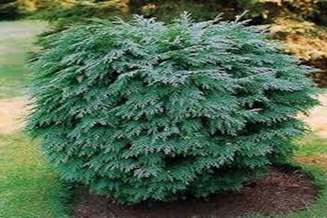 Falso ciprés de Lawson Globosa - Chamaecyparis lawsoniana - El Nou Garden