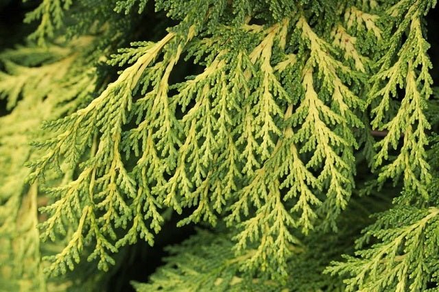Falso ciprés de Lawson Stardust - Chamaecyparis lawsoniana - El Nou Garden