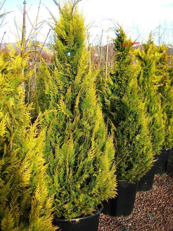 Falso ciprés de Lawson Stardust - Chamaecyparis lawsoniana - El Nou Garden