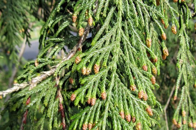 Falso ciprés de Nootka Pendula - Chamaecyparis nootkatensis - El Nou Garden
