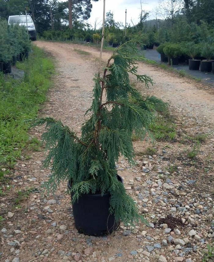 Falso ciprés de Nootka Pendula - Chamaecyparis nootkatensis - El Nou Garden