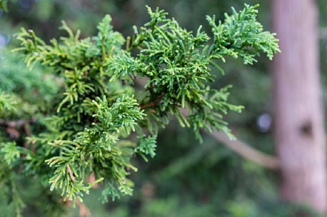 Falso ciprés hinoki Nana Gracilis - Chamaecyparis obtusa - El Nou Garden
