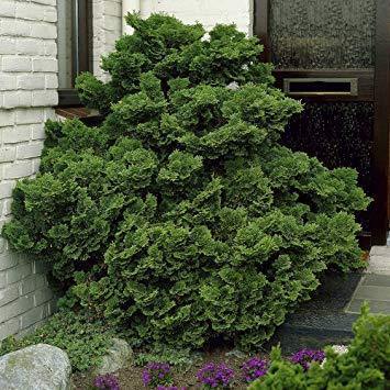 Falso ciprés hinoki Nana Gracilis - Chamaecyparis obtusa - El Nou Garden