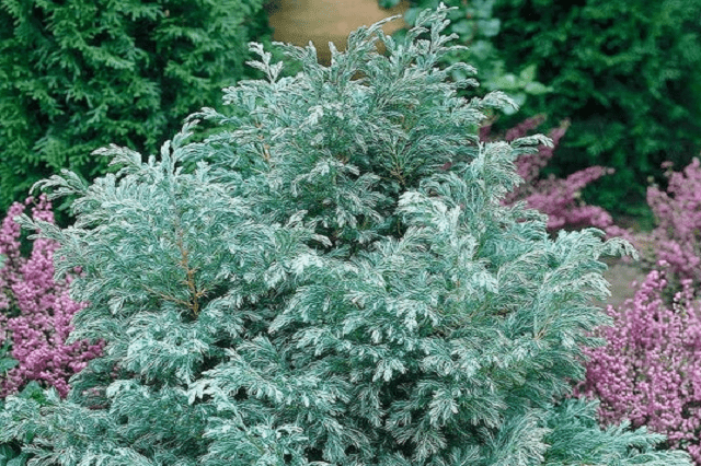 Falso ciprés sawara Boulevard - Chamaecyparis pisifera - El Nou Garden