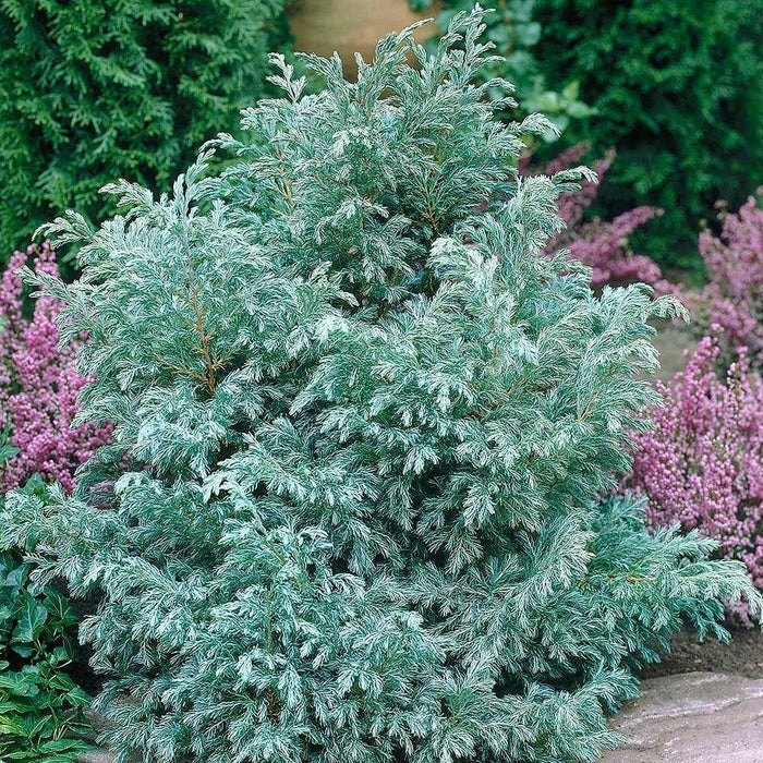 Falso ciprés sawara Boulevard - Chamaecyparis pisifera - El Nou Garden