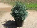 Falso ciprés sawara Boulevard - Chamaecyparis pisifera - El Nou Garden