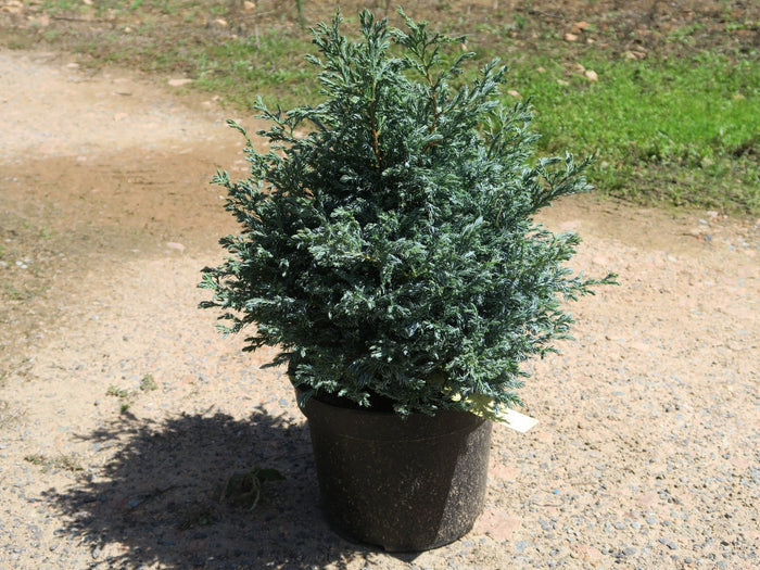 Falso ciprés sawara Boulevard - Chamaecyparis pisifera - El Nou Garden
