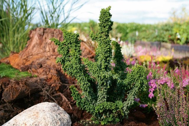 Falso ciprés Sheriman - Chamaecyparis obtusa - El Nou Garden