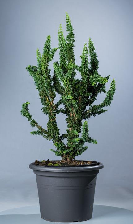 Falso ciprés Sheriman - Chamaecyparis obtusa - El Nou Garden
