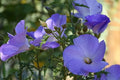 Falso hibisco Santa Cruz - Alyogyne huegelii - El Nou Garden