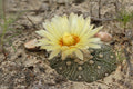 Falso peyote - Astrophytum asterias - El Nou Garden