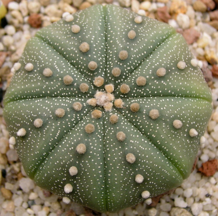 Falso peyote - Astrophytum asterias - El Nou Garden
