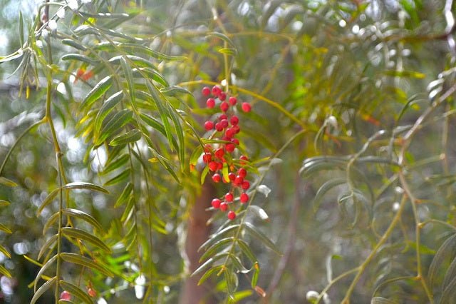 Falso pimentero - Schinus molle - El Nou Garden